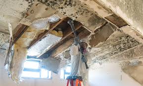 Best Commercial Mold Inspection  in West Union, OH